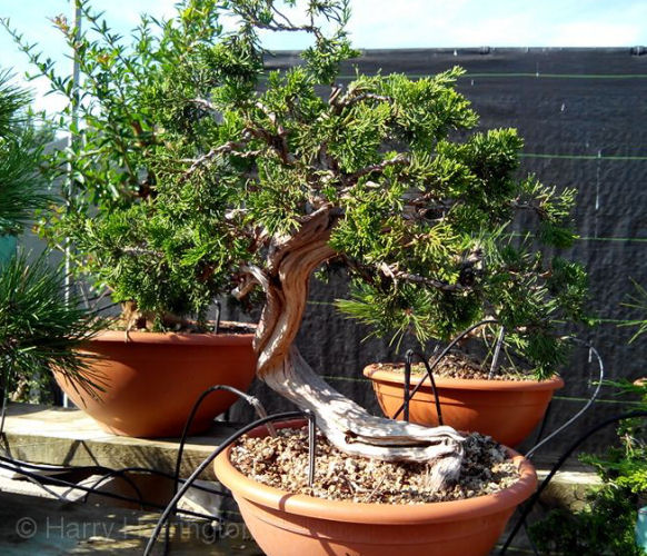 AT Juniper sabina carving and styling